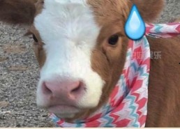 娱乐吃瓜酱大鹅,揭秘娱乐圈那些不为人知的幕后故事