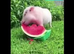 猪猪娱乐吃瓜,揭秘娱乐圈那些吃瓜背后的故事