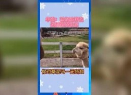 娱乐吃瓜宣传片,揭秘娱乐圈幕后故事