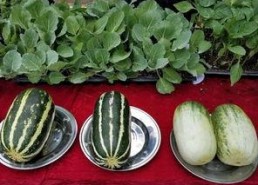 娱乐吃瓜壁纸图,吃瓜群众眼中的明星幕后故事